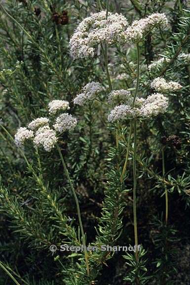 eriogonum fasciculatum var fasciculatum 2 graphic